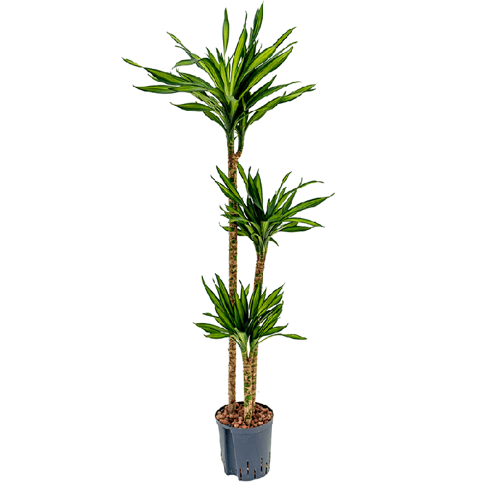 Dracaena Riki 3-stam