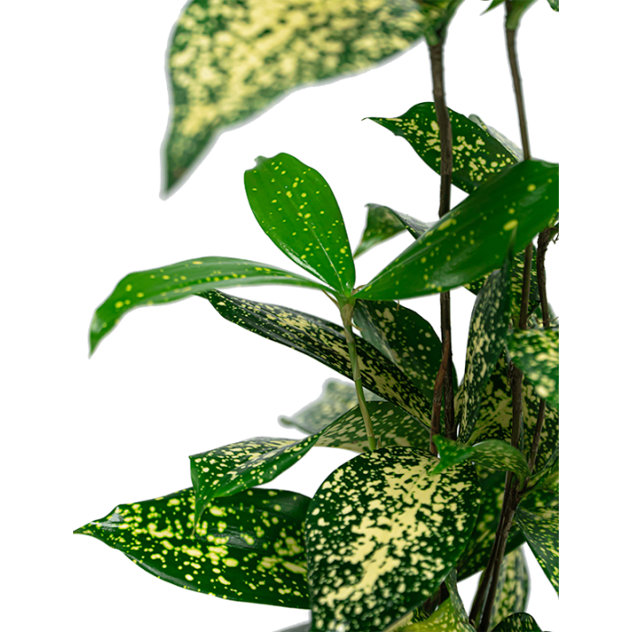 Dracaena Godseffiana