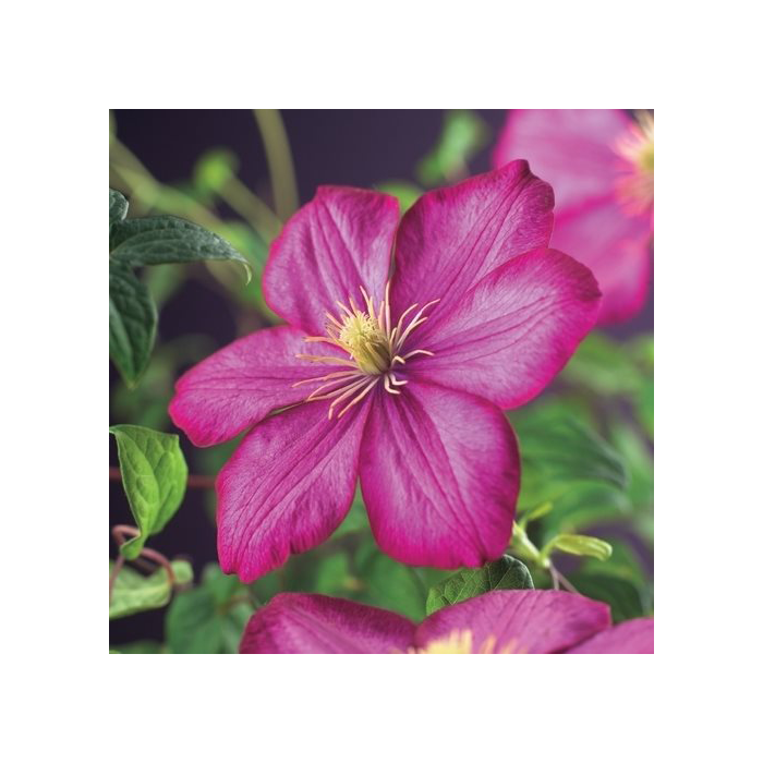 Clematis patens 'Ville de Lyon'