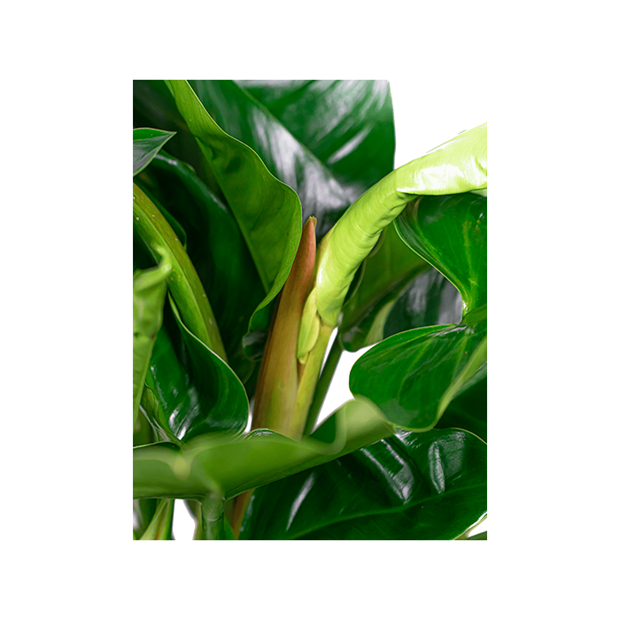 Philodendron Imperial Green in Pure Cone wit
