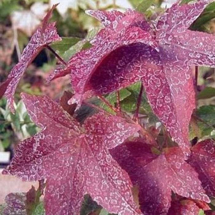 Liquidambar Styraciflua Gum Ball