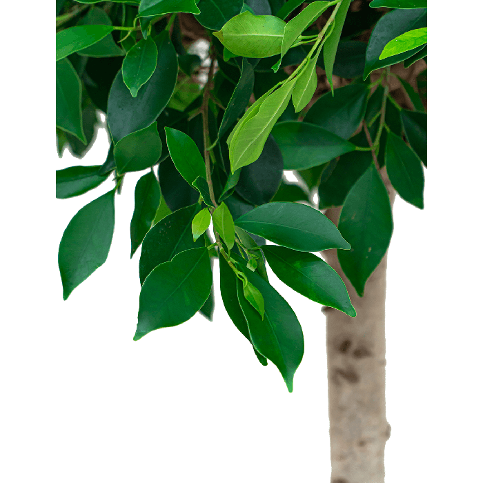 Ficus Microcarpa Nitida gevlochten stam