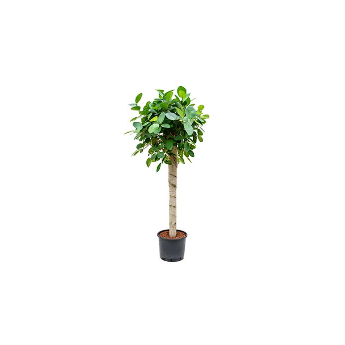 Ficus Metallica