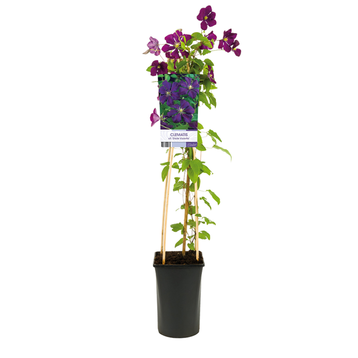 Clematis vit. 'Etoile Violette'