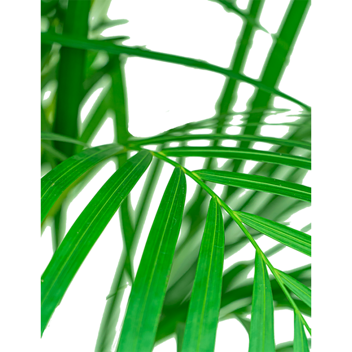 Areca Lutescens in Urban Loft antraciet