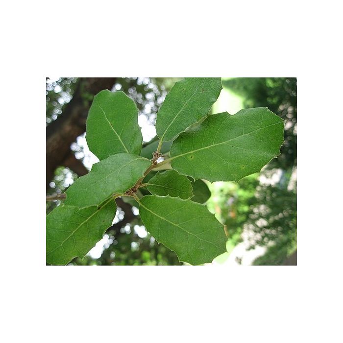 Quercus Ilex