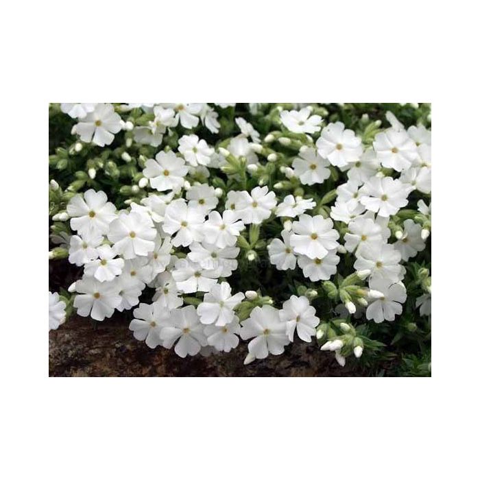 Phlox subulata 'Maischnee'