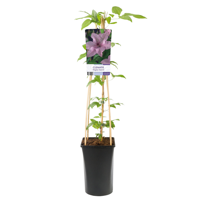 Clematis 'Hagley Hybrid'