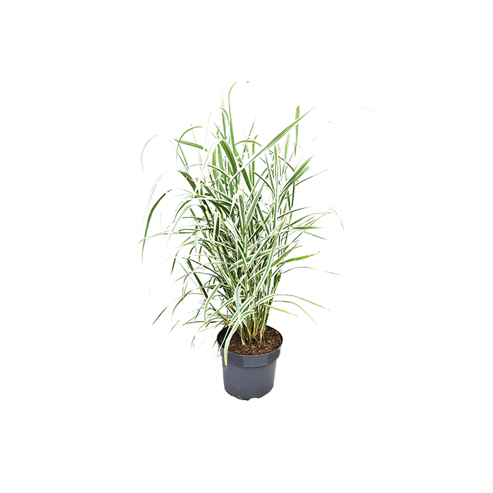 Arundo donax 'Versicolor'