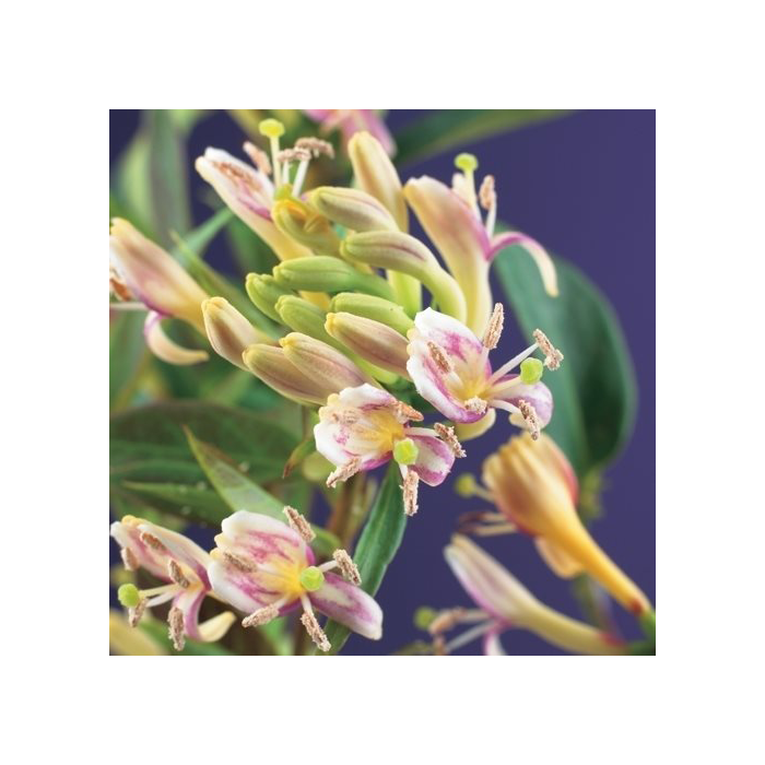 Lonicera henryi 'Copper Beauty'