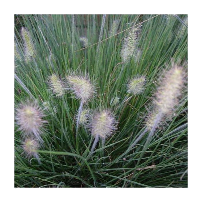 Pennisetum alopecuroides 'Little Bunny'