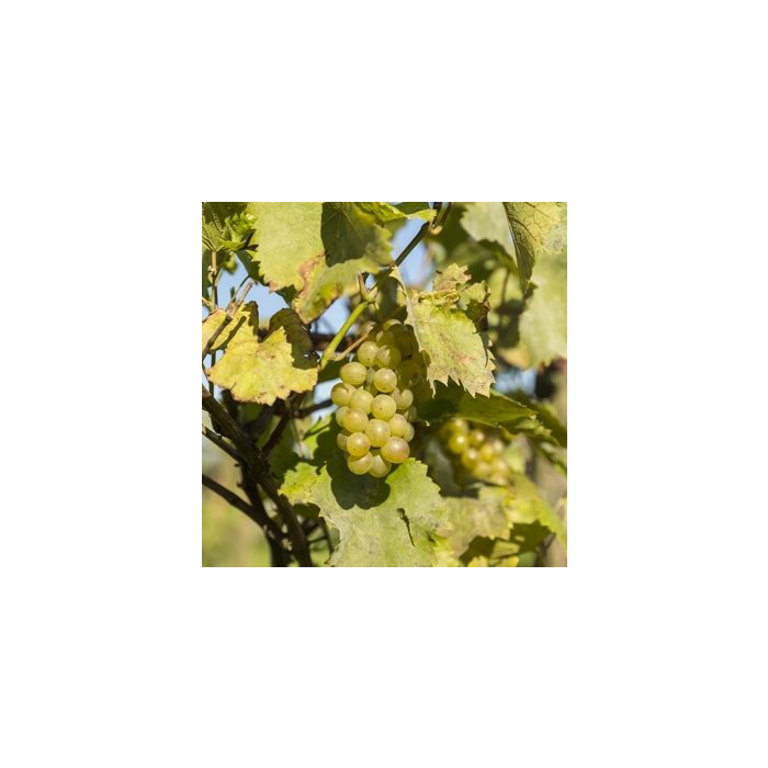 Vitis vinifera 'Riesling'