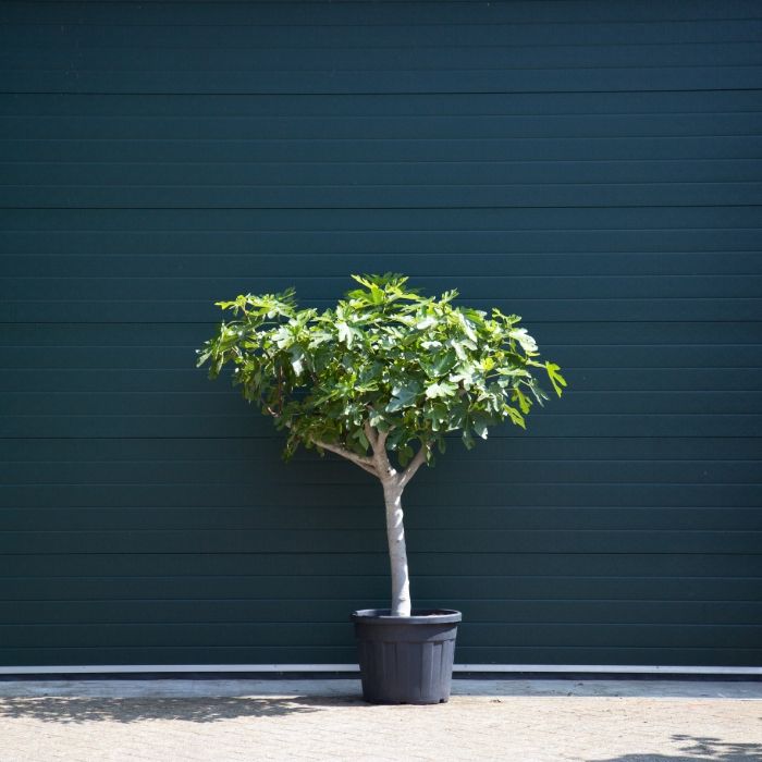 Ficus Carica