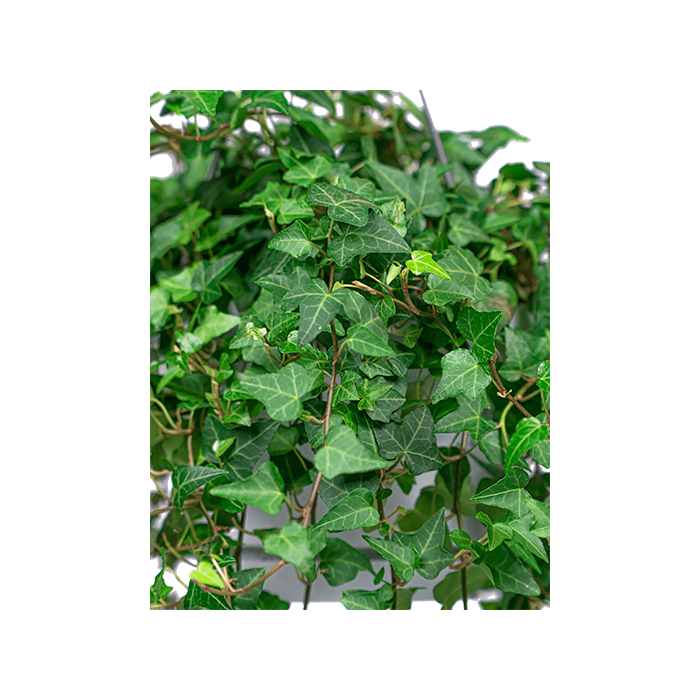 Hedera Helix Wonder