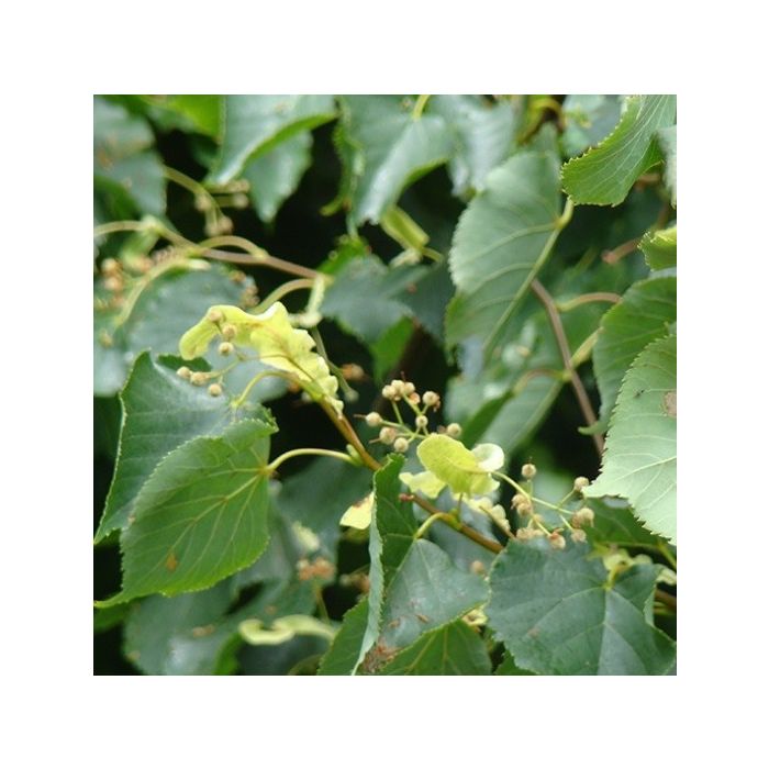 Tilia Europaea - vierkant dak
