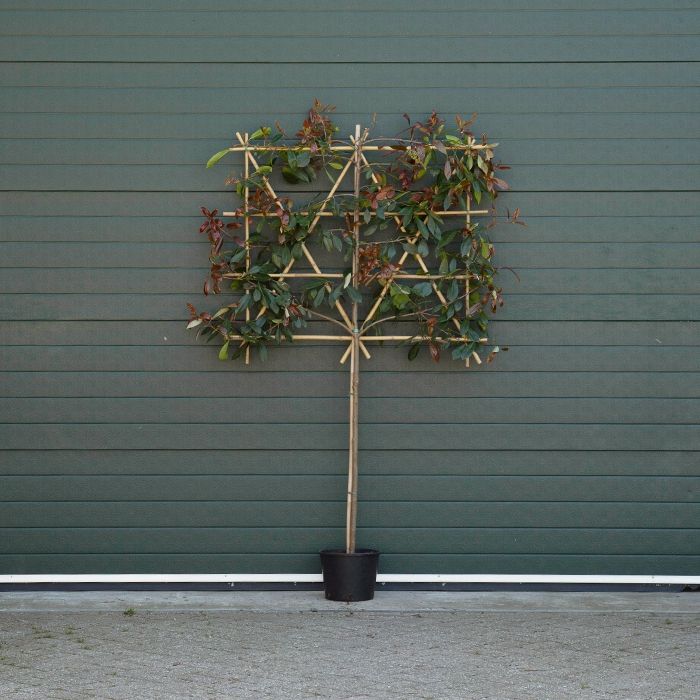 Photinia Fraseri Red Robin - leiboom