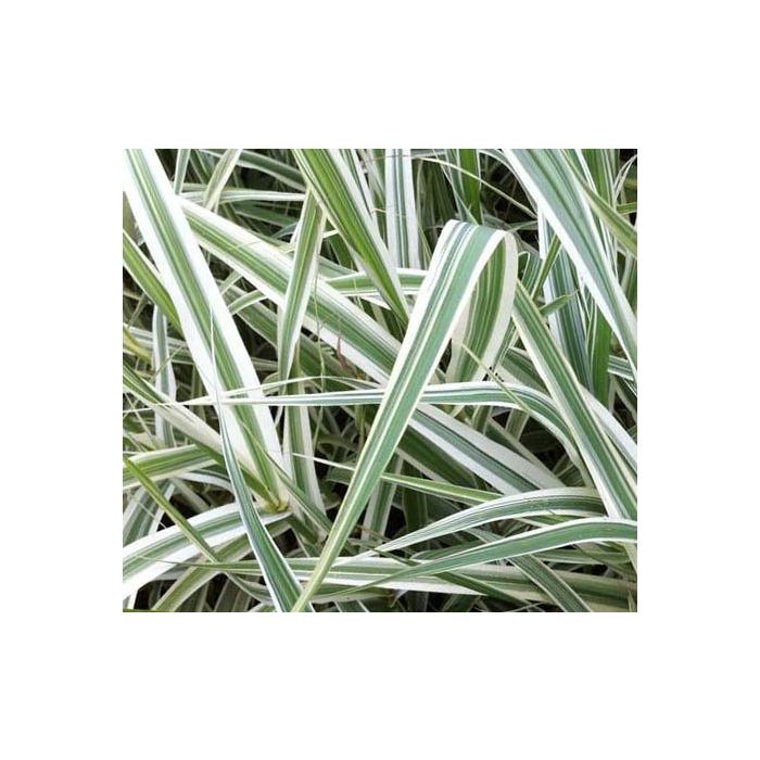 Arundo donax 'Versicolor'