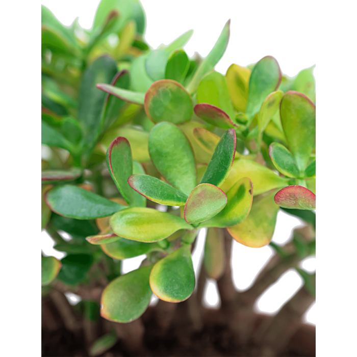 Crassula Ovata Sunset