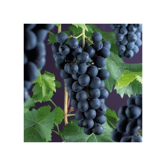 Vitis vinifera 'Frankenthaler'