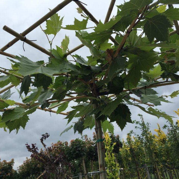 Platanus Hispanica - vierkant dak