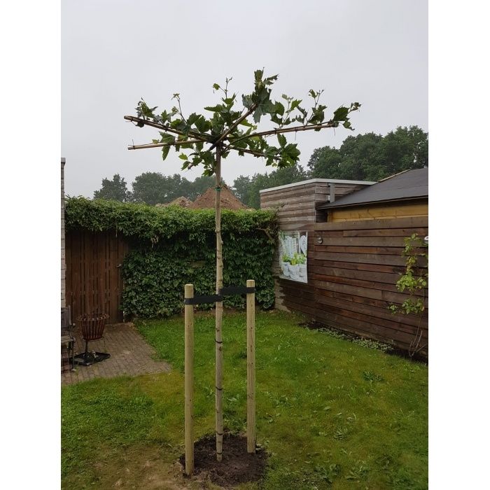 Platanus Hispanica - kruisdak