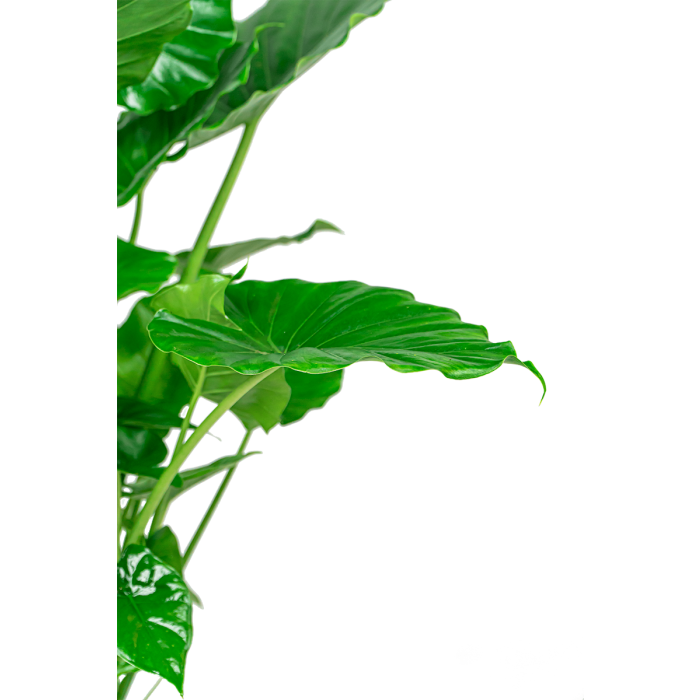 Alocasia Portodora in Elho Urban Loft antraciet