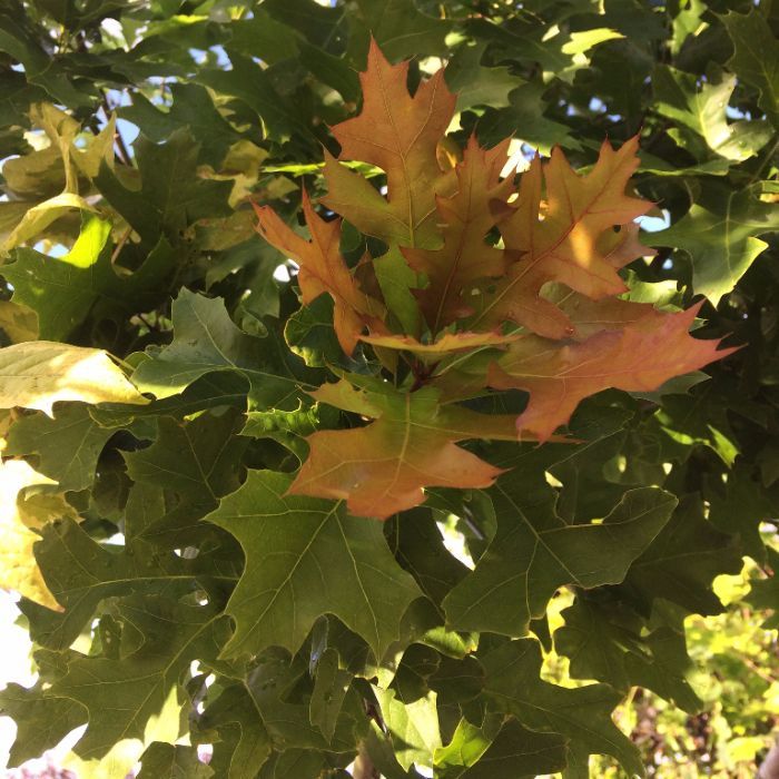 Quercus Palustris Green Dwarf