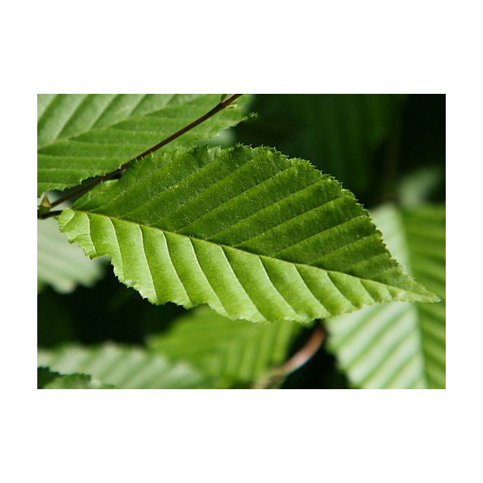Carpinus Betulus - vierkant dak