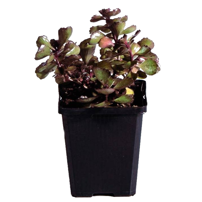 Sedum spurium 'Fuldaglut'