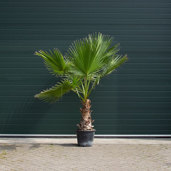 Washingtonia Robusta