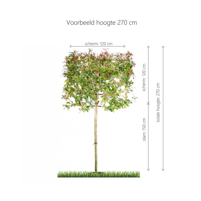 Photinia Fraseri Red Robin - leiboom