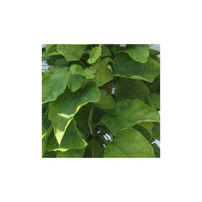 Catalpa Bignonioides Nana