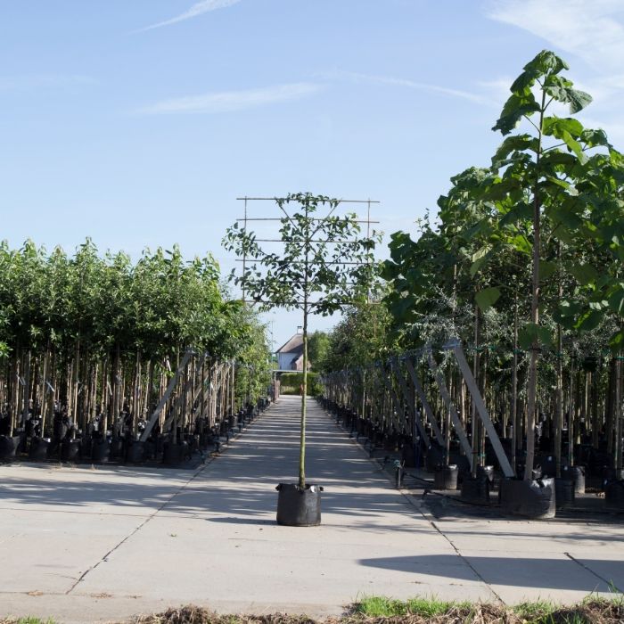 Pyrus Calleryana Chanticleer - leiboom