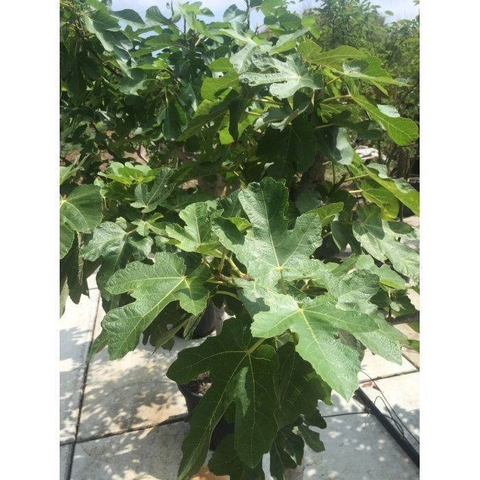 Ficus Carica