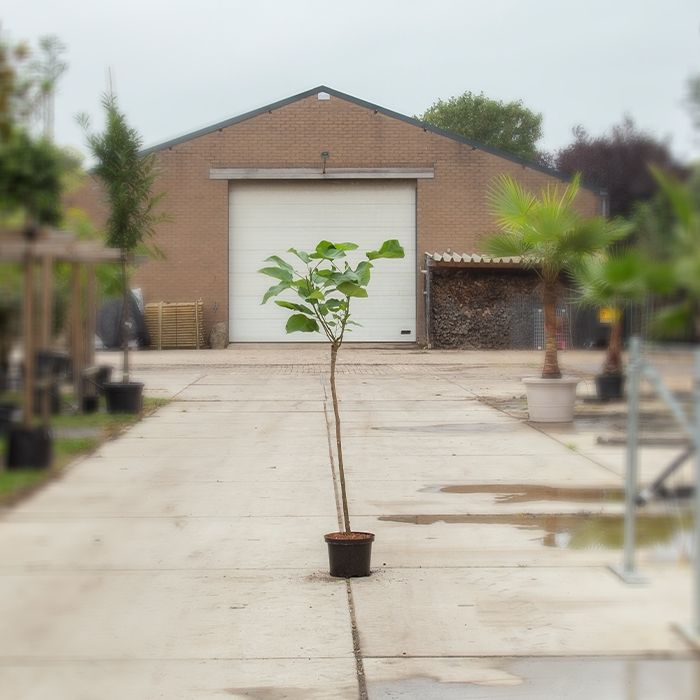Catalpa Bignonioides Nana