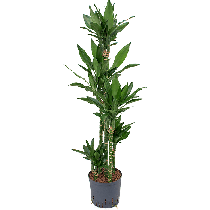 Dracaena Janet Lind carrousel