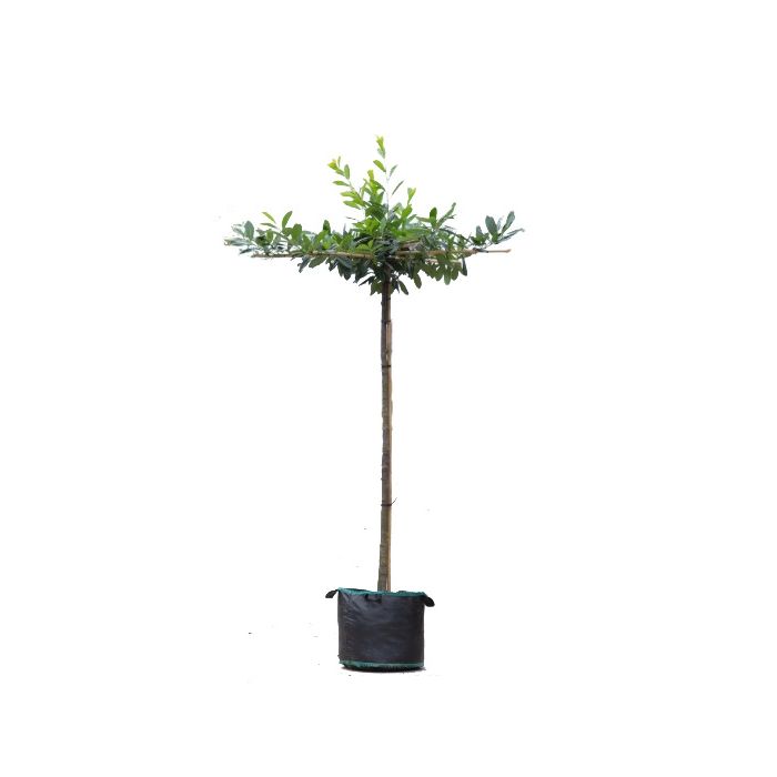 Prunus Laurocerasus - kruisdak