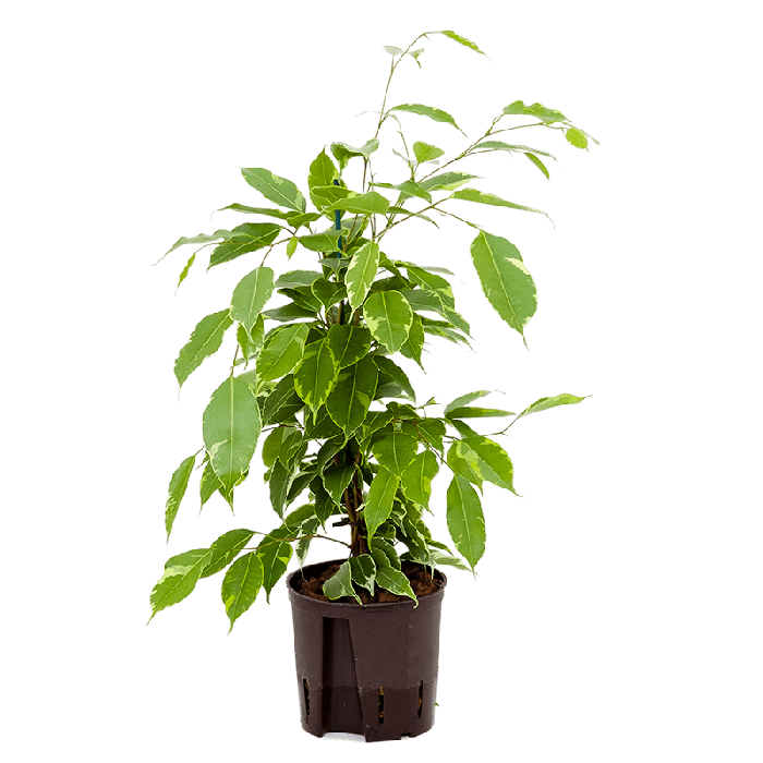 Ficus Benjamina Golden King