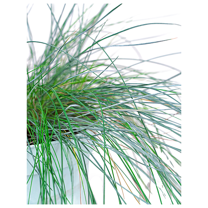 Festuca glauca 'Intense Blue'