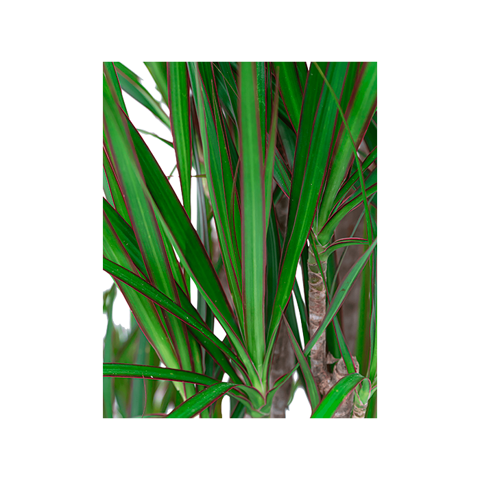 Dracaena Marginata vertakt in watergevende Rondo bruin