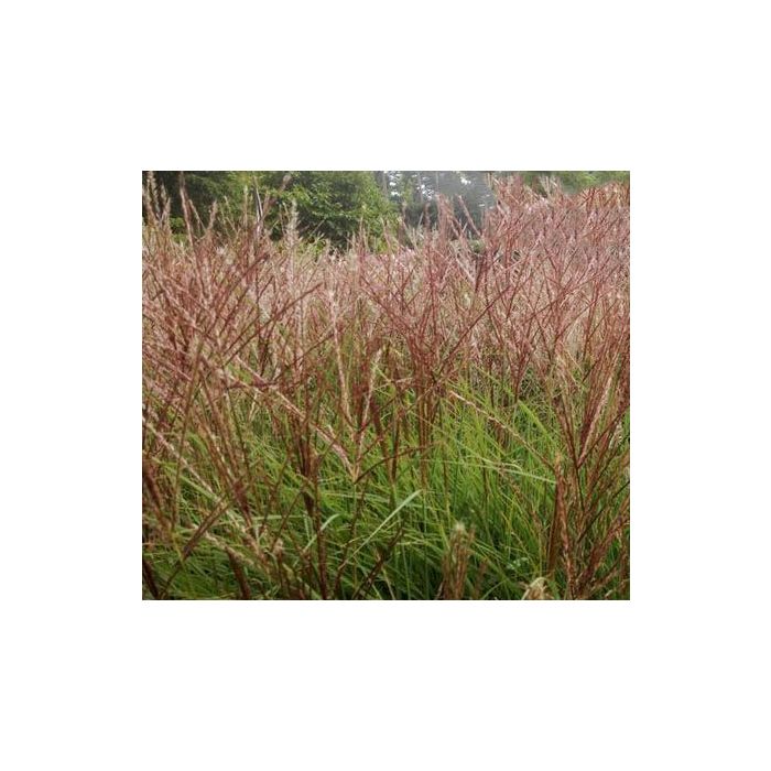 Miscanthus sinensis 'Silberspinne'