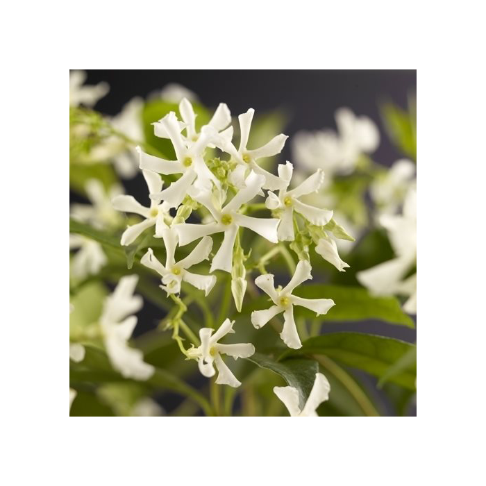 Trachelospermum jasminoides