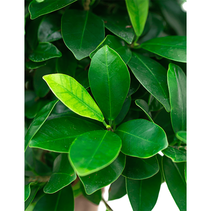 Ficus Bonsai in watergevende Rondo zwart