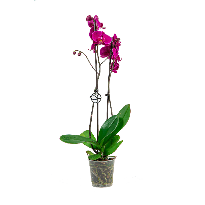 Phalaenopsis paars