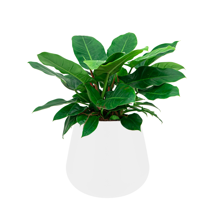 Philodendron Imperial Green in Pure Cone wit