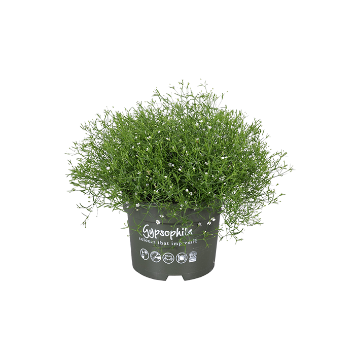 Gypsophila repens 'Alba'