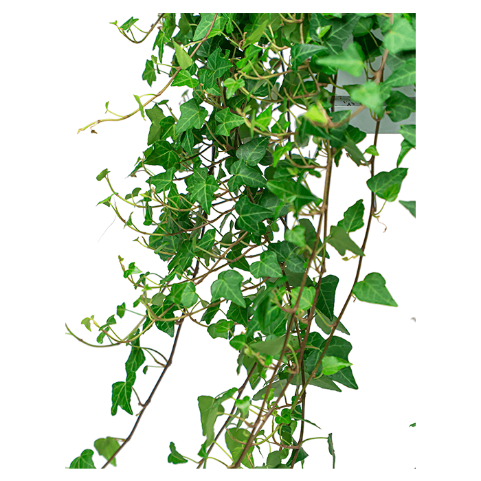 Hedera Helix Wonder
