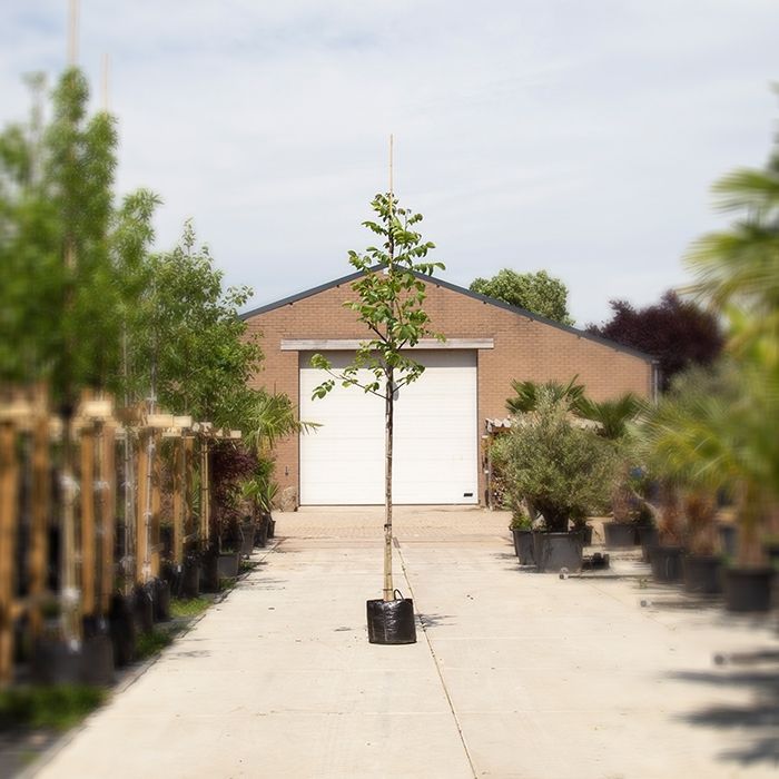 Juglans Regia