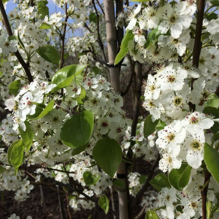 Pyrus Calleryana Chanticleer - leiboom