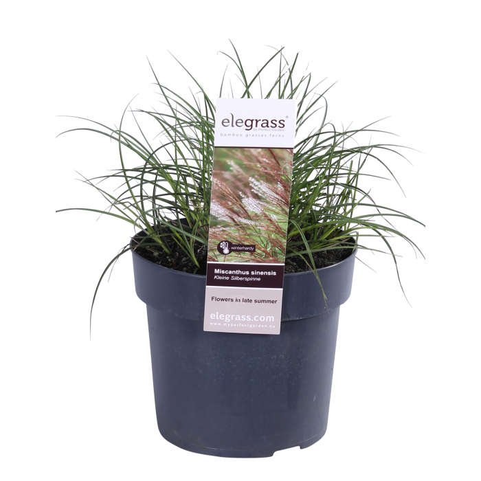 Miscanthus sinensis 'Silberspinne'